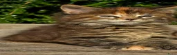 Maine Coon cats for sale: Stunning Mainecoons  - Advert 1