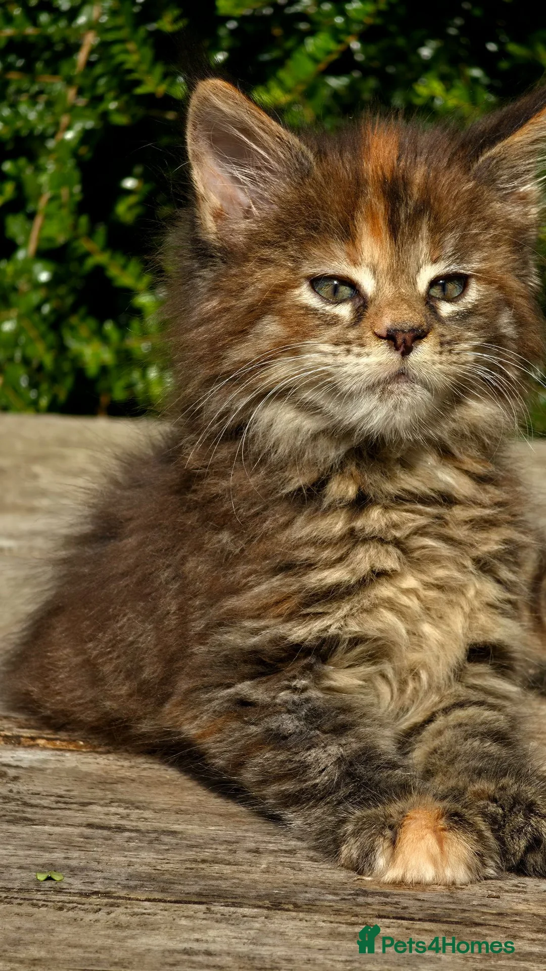 Maine Coon cats for sale: Stunning Mainecoons  - Advert 1