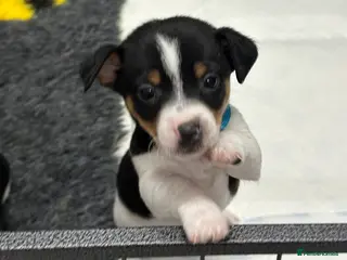 Jack Russell dogs Traditional mini Jack Russell pups - Advert 1