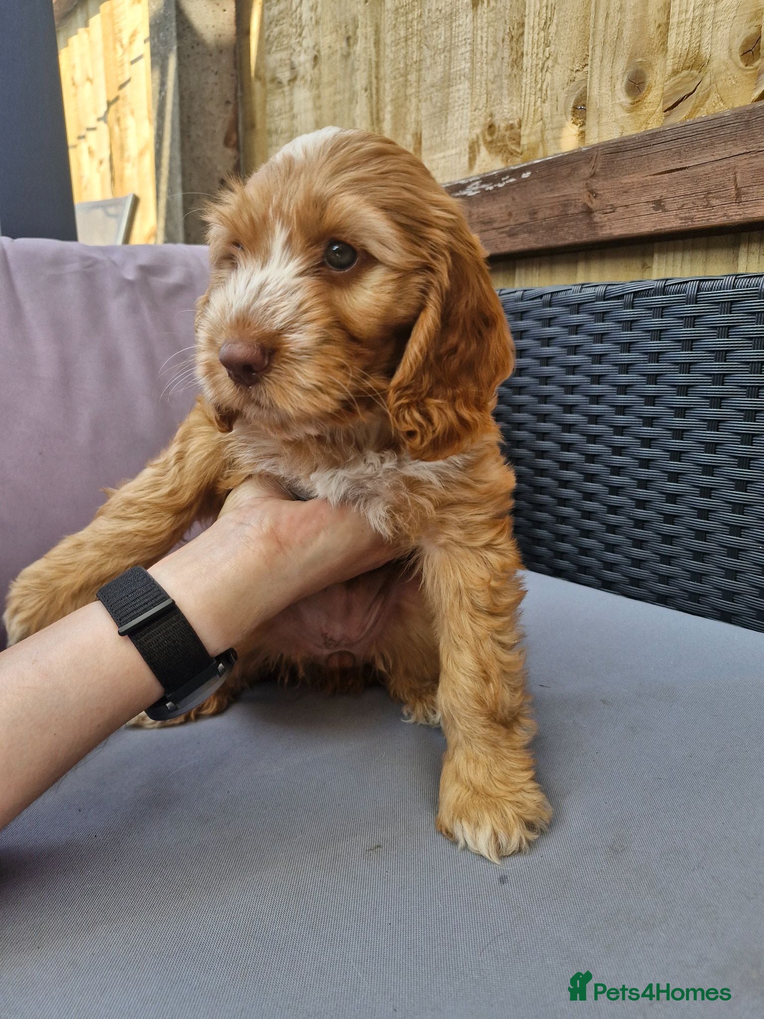 Cockapoo dogs Beautiful Cockapoo Puppies - Advert 4