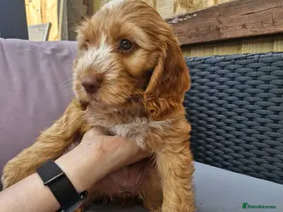 Cockapoo dogs Beautiful Cockapoo Puppies - Advert 4