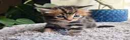Ragcoon cats for sale: Ragcoon Kittens  - Advert 15