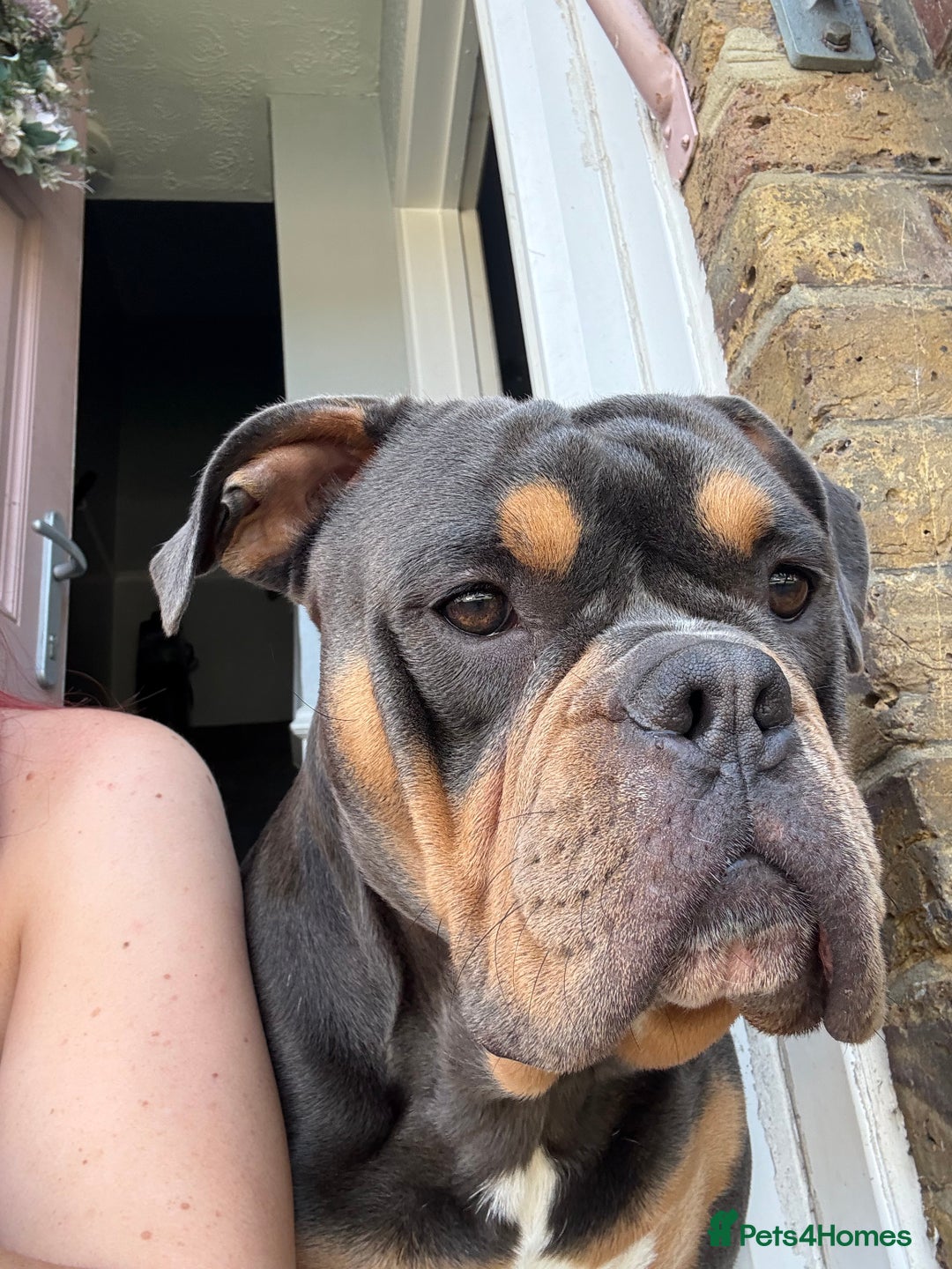 Olde English Bulldogge dogs for stud: Olde English bulldog for studding  - Advert 5