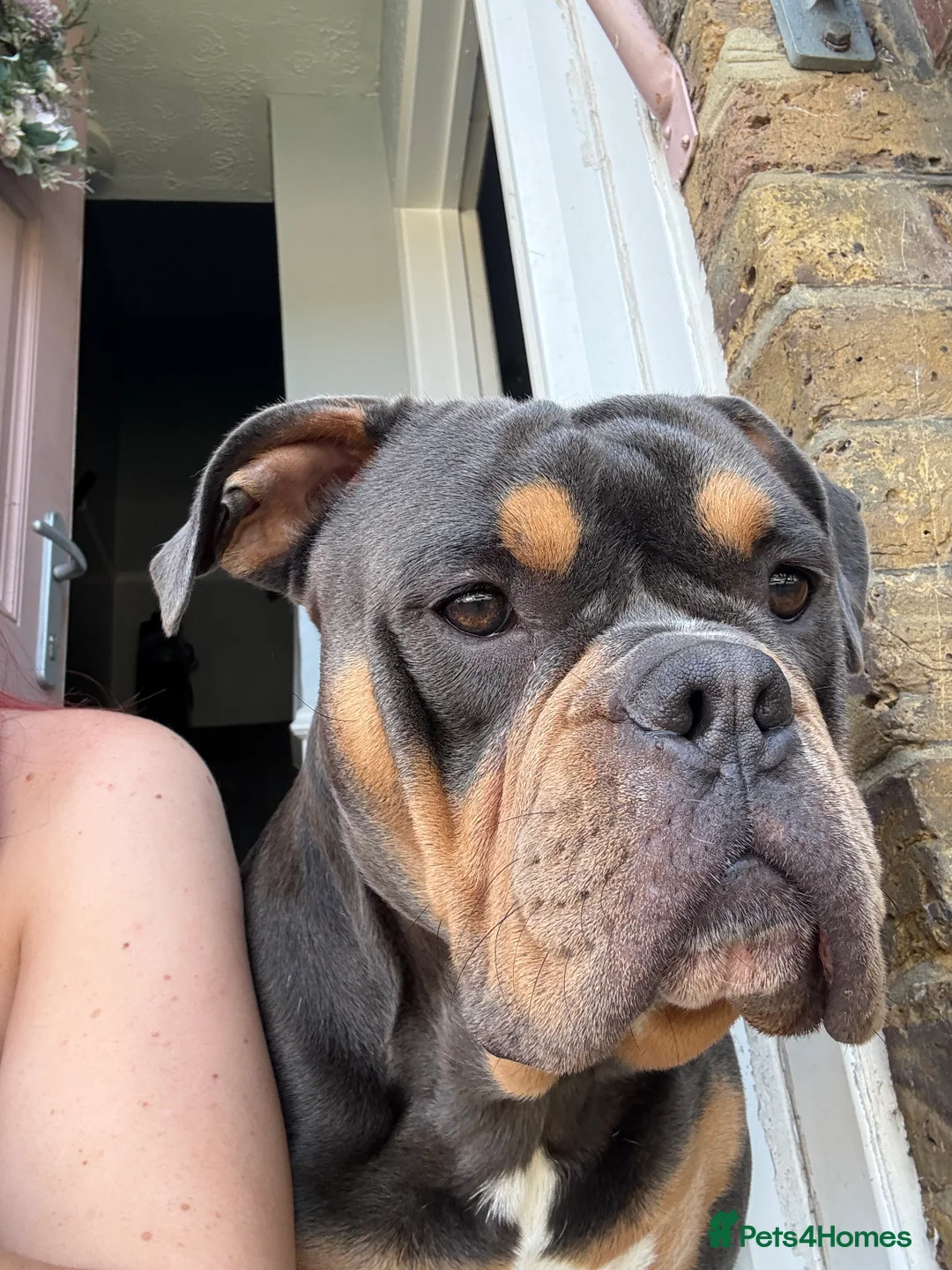 Olde English Bulldogge dogs for stud: Olde English bulldog for studding  - Advert 3