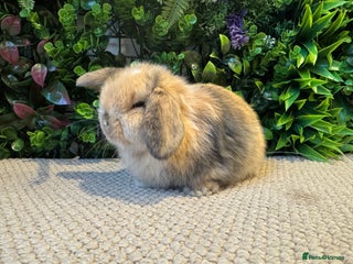 Mini Lop rabbits ⭐️ MINI LOPS ⭐️ ready to reserve - Advert 11