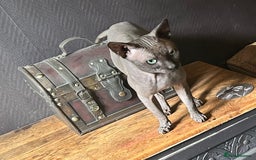 Sphynx cats for sale: Beautiful 2 yr old sphynx boy - Image 6