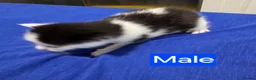 Mixed Breed cats for sale: Kittens 2 Male 1 Female in Chesterfield - Advert 7