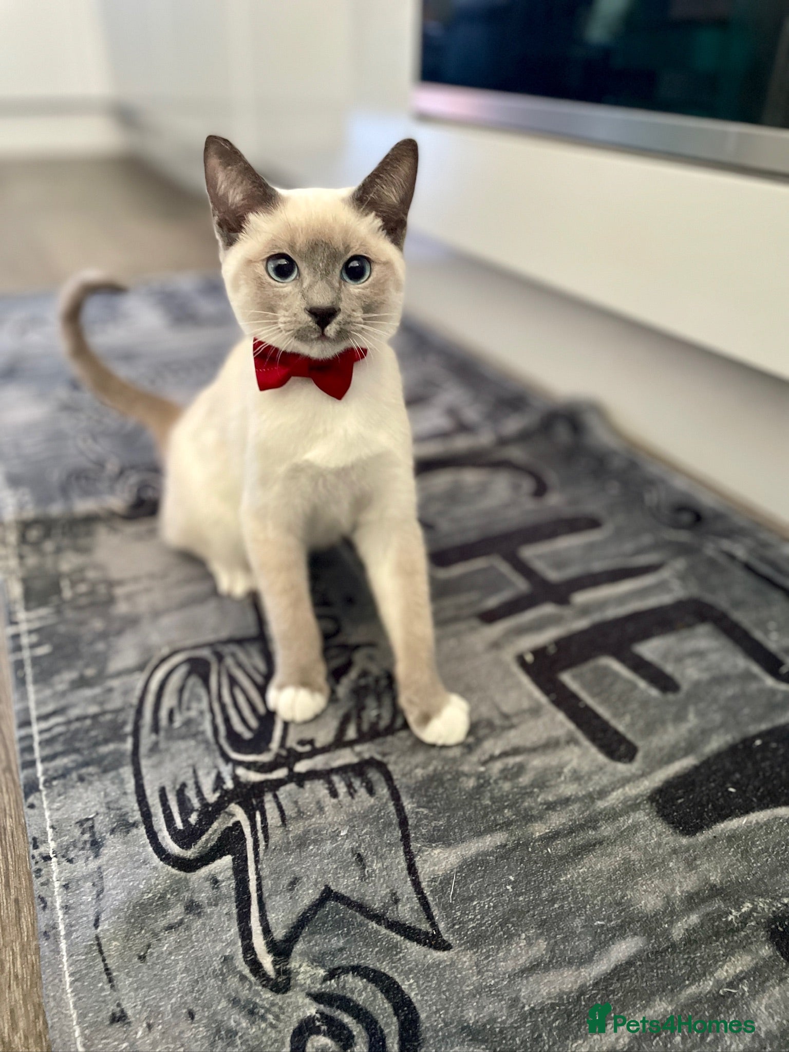 Snowshoe cats Snowshoe kitten  Looking for a Loving Home - Advert 3