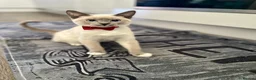 Snowshoe cats for sale: Snowshoe kitten  Looking for a Loving Home - Advert 1