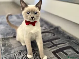 Snowshoe cats Snowshoe kitten Looking for a Loving Home - Advert 1