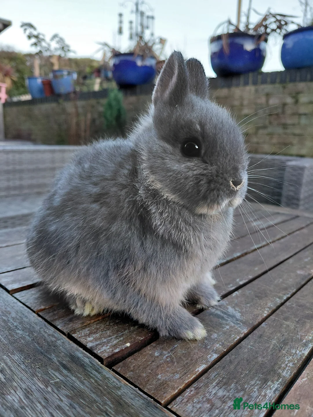 Mini Lop rabbits for sale: Mini Lop babies.  - Advert 4