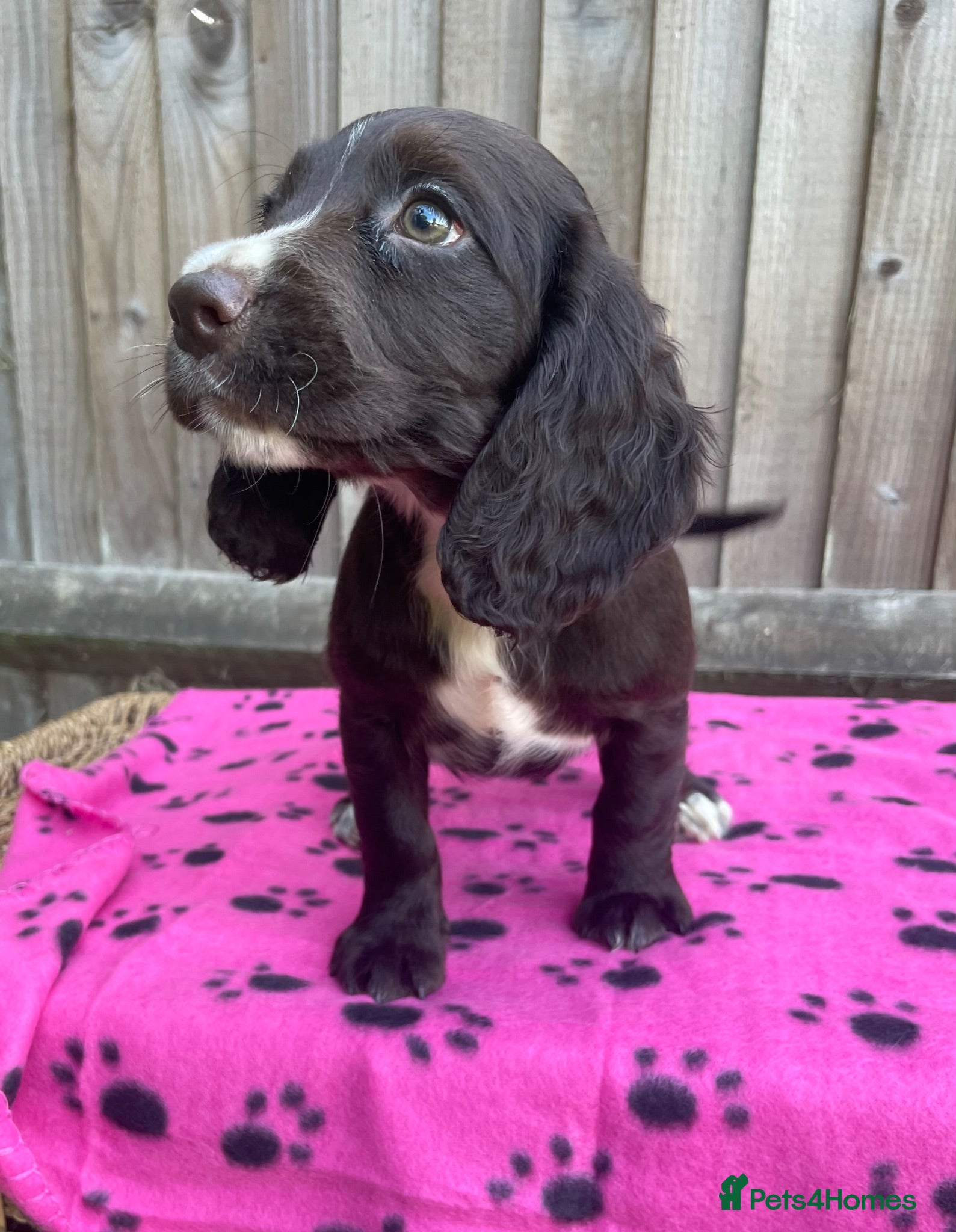 Cocker Spaniel dogs Cocker spaniel puppies  - Advert 5