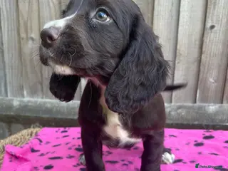Cocker Spaniel dogs Cocker spaniel puppies - Advert 5