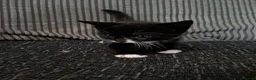 Domestic Shorthair cats for sale: Kittens for sale  in Wolverhampton - Advert 3
