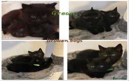 British Shorthair cats for sale: BSH kittens 💙🖤 - Image 5