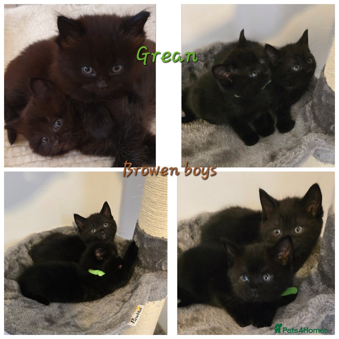 British Shorthair cats for sale: BSH kittens 💙🖤 - Image 5