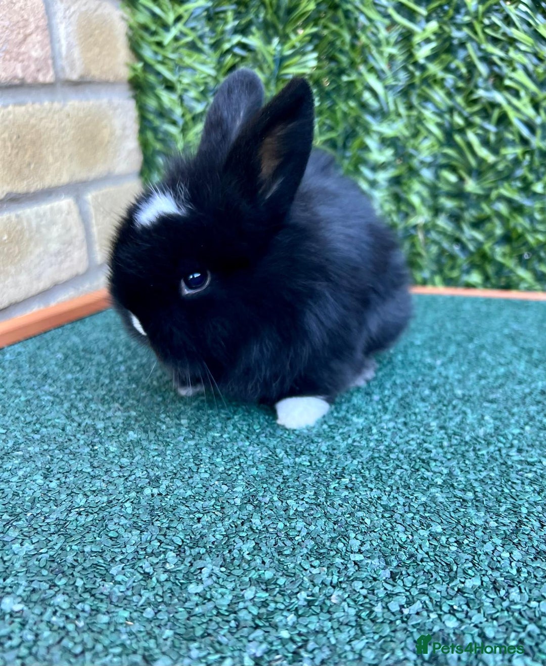Mini Lion Lop rabbits for sale: Adorable Mini Lion Lops - Advert 8