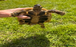 Hermann Tortoise reptiles for sale: Randy the tortoise!  - Image 5