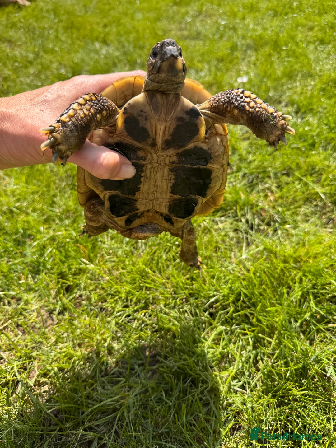 Hermann Tortoise reptiles for sale: Randy the tortoise!  - Image 5