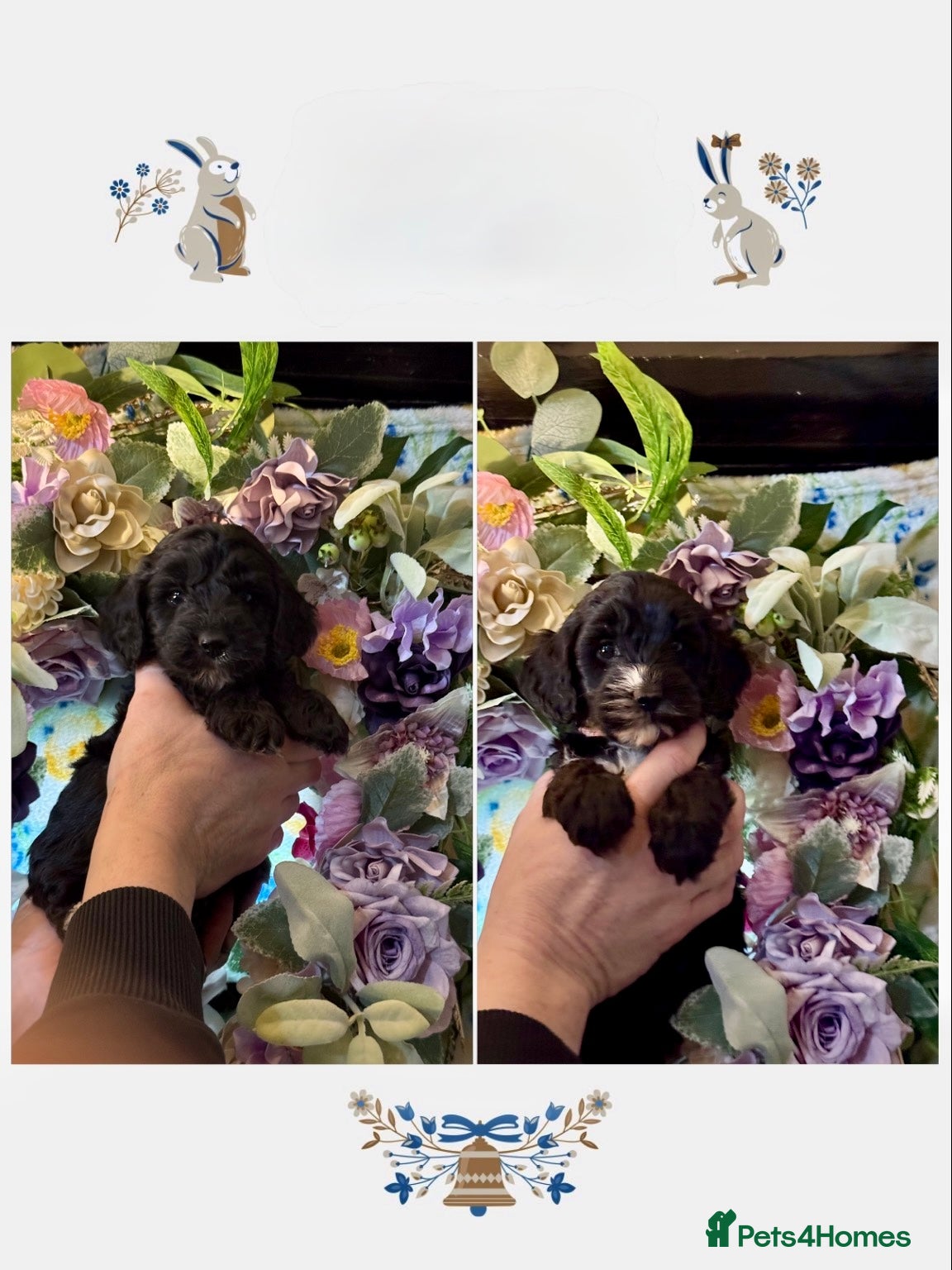 Cockapoo dogs 2 left dna clear gorgeous Cockerpoo puppies  - Advert 1