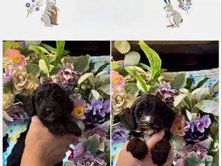 Cockapoo dogs 2 left dna clear gorgeous Cockerpoo puppies - Advert 1