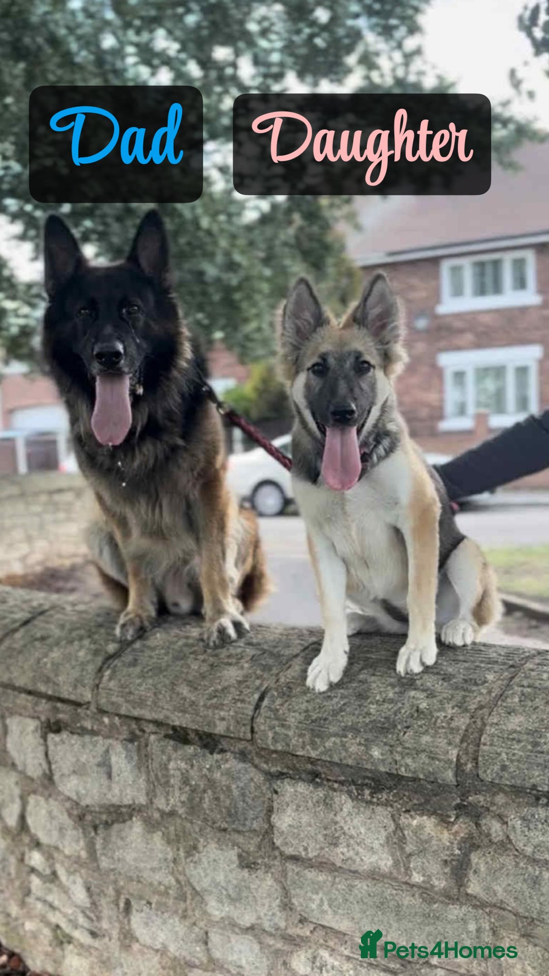 Shepsky dogs for sale: 9 beautiful Shepsky puppies in Doncaster - Advert 12