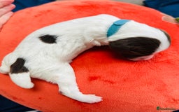 English Springer Spaniel dogs for sale: KC Quality English Springer Spaniels - Image 4