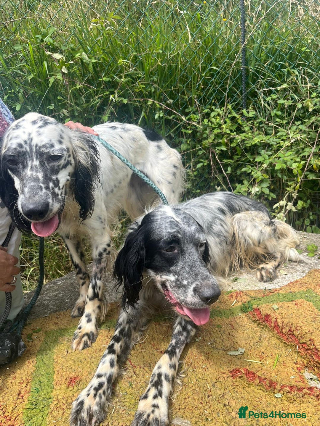 English Setter dogs for adoption: Cookie - Image 7