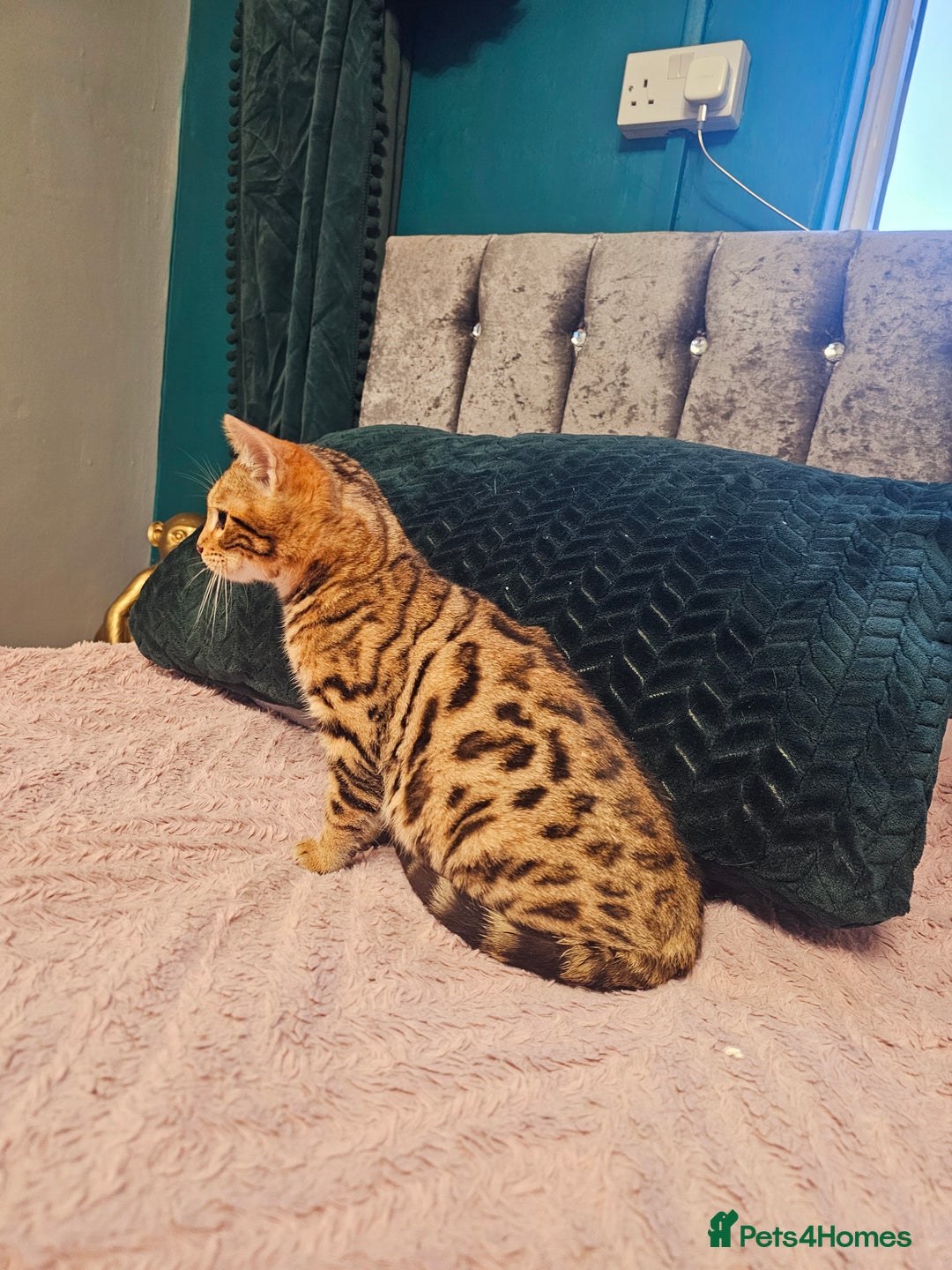 Bengal cats for sale: Bengal kitten male - Advert 5