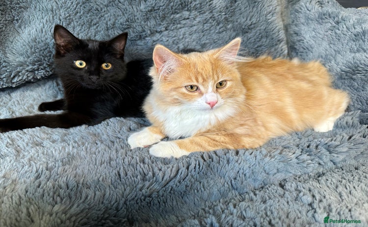 Mixed Breed cats - Advert 12