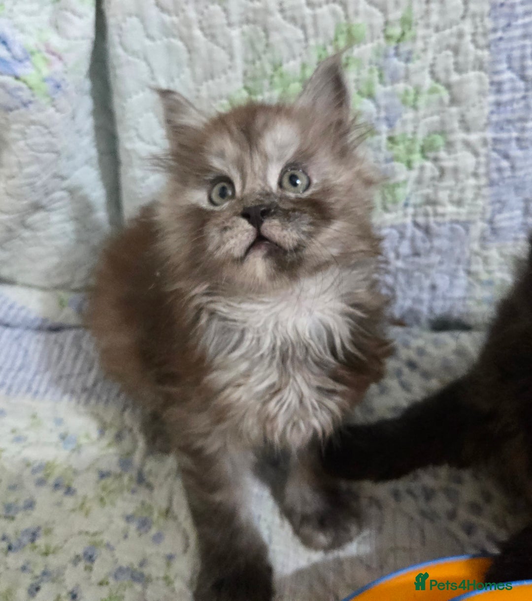 Maine Coon cats for sale: Gorgeous GCCF Maine Coons poss Active - Image 1