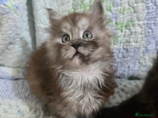 Maine Coon cats - Advert 1