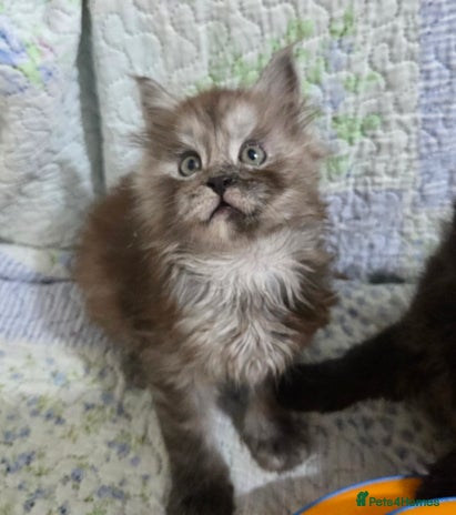 Maine Coon cats - Advert 1