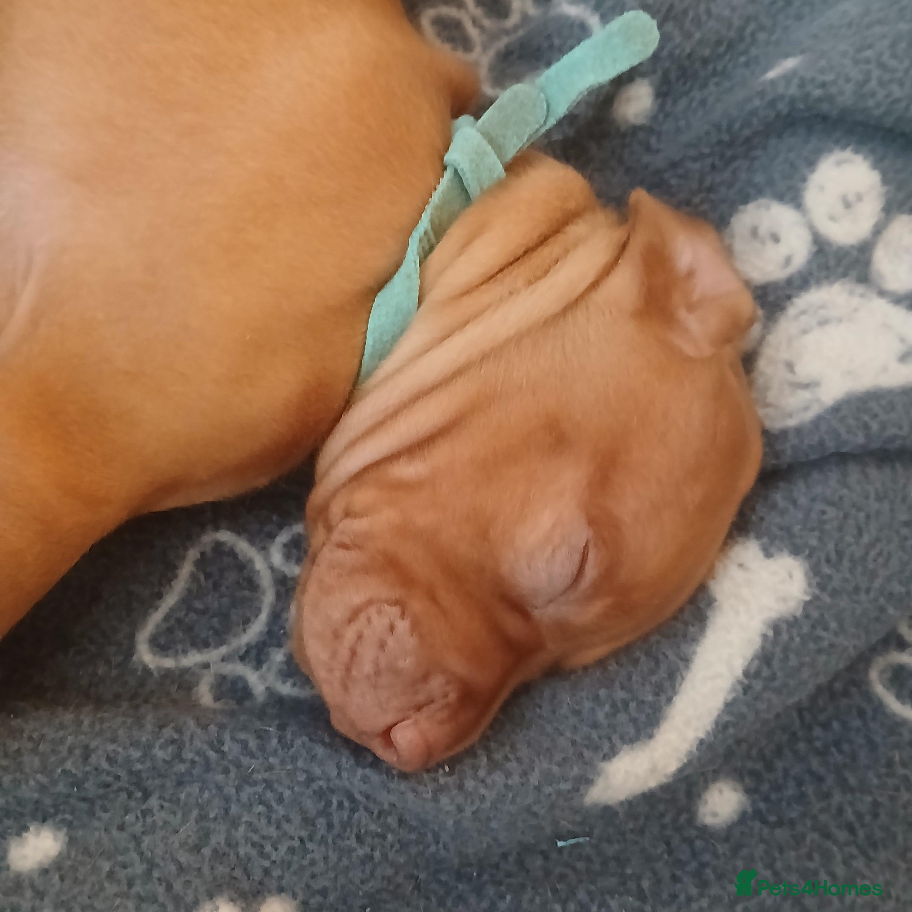 Hungarian Vizsla dogs Beautiful Hungrian Vizsla Pups for sale - Advert 2