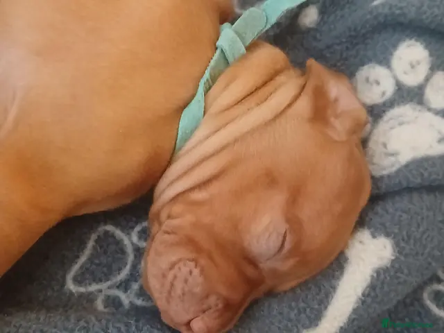 Hungarian Vizsla dogs for sale: Beautiful Hungrian Vizsla Pups for sale - Advert 2