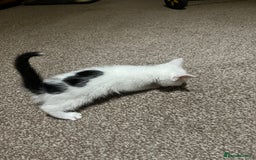 Mixed Breed cats for sale: Two kittens left - Image 3