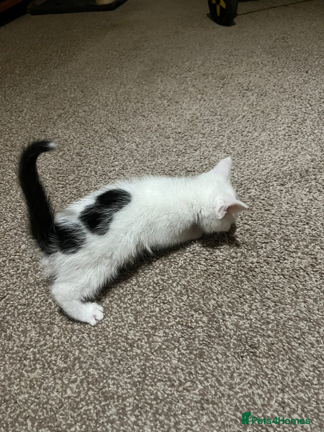 Mixed Breed cats for sale: Two kittens left - Image 3