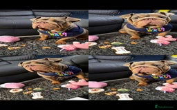 English Bulldog dogs for sale: English Bulldog - KC Registered - 5 generation - Image 6