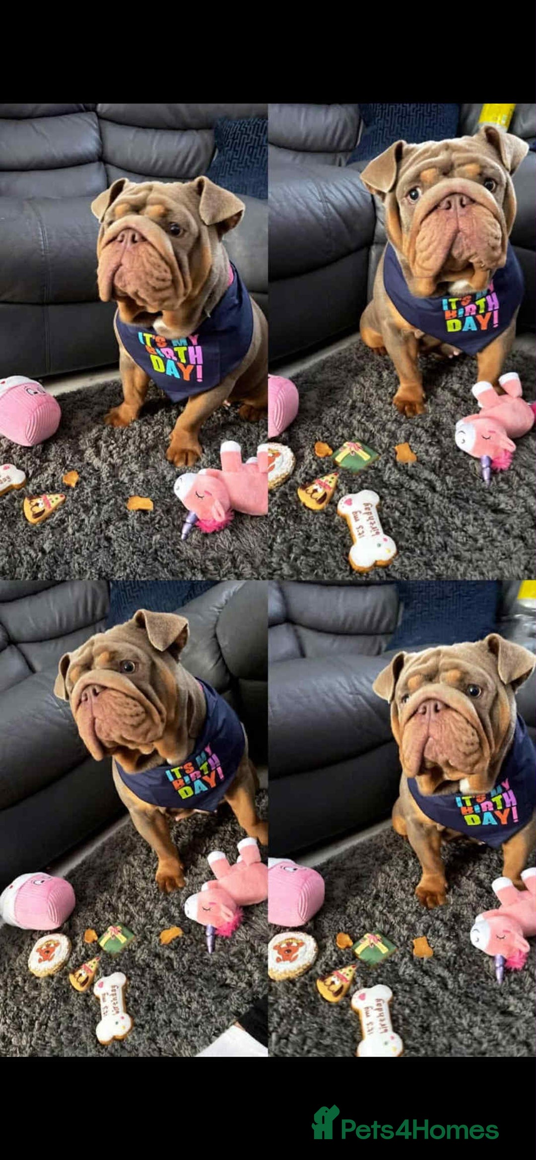 English Bulldog dogs for sale: English Bulldog - KC Registered - 5 generation - Image 6