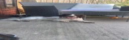 Sproodle dogs for sale: Rare Merle Sroodles  - Advert 25