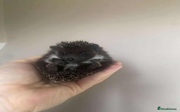 Pygmy Hedgehog rodents for sale: Gorgeous Male Pygmy hog  - Image 3