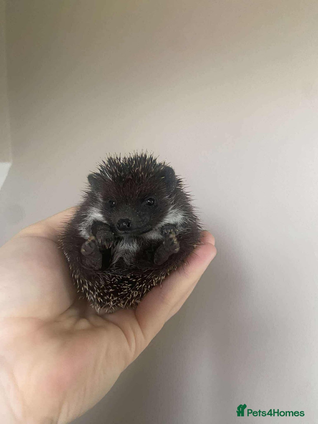 Pygmy Hedgehog rodents for sale: Gorgeous Male Pygmy hog  - Image 3