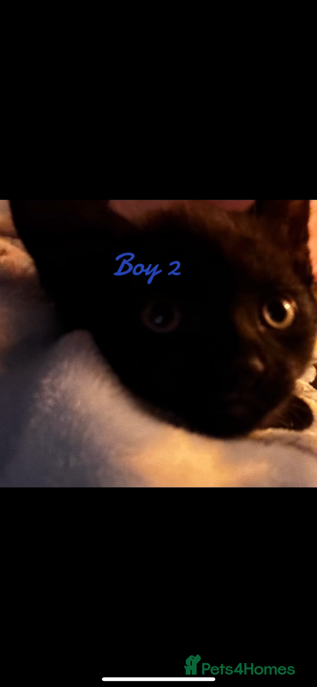 Ragdoll cats for sale: Ragdoll/British shorthair - Advert 3