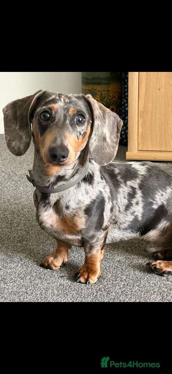 Dachshund dogs Minature Dachshund  - Advert 10