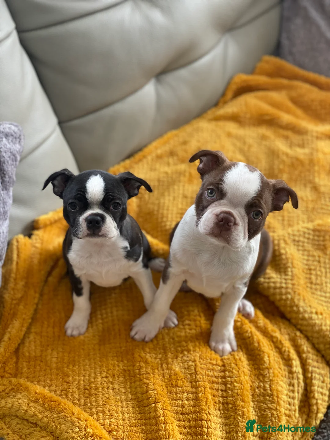 Boston Terrier dogs for stud: *KC registered proven red & white male for stud ** - Advert 10