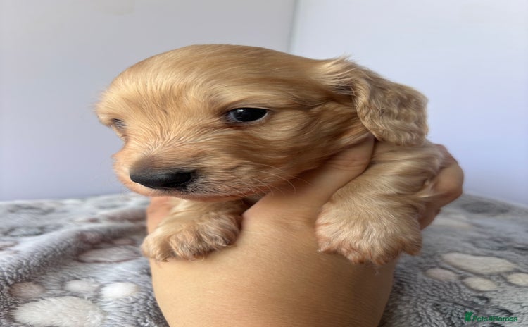 Miniature Dachshund dogs - Advert 2
