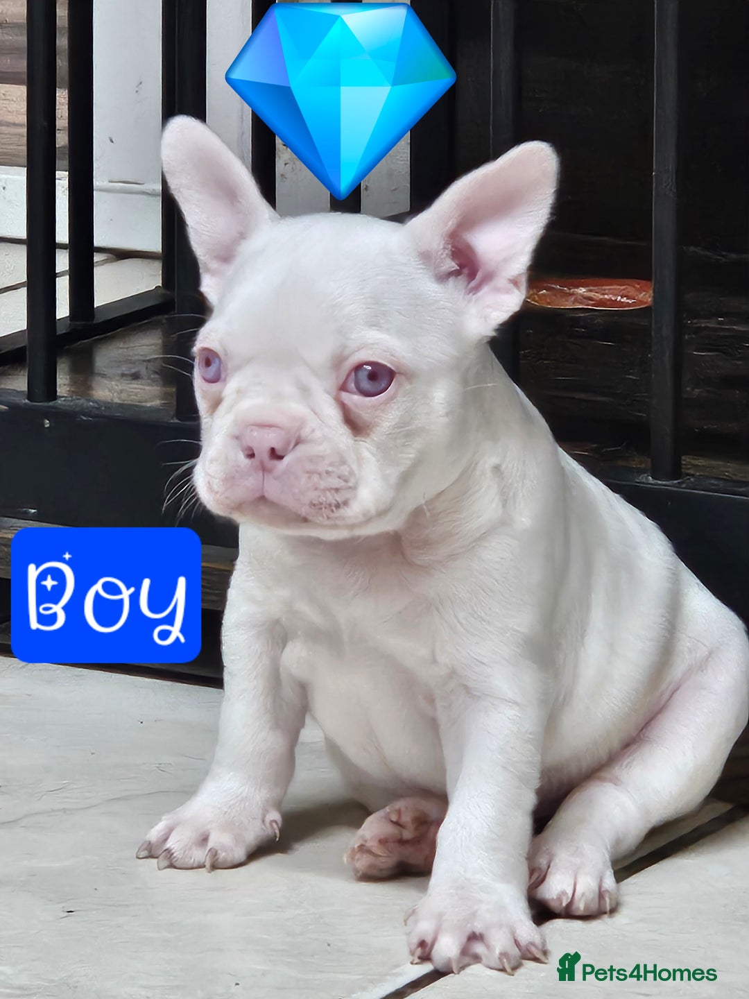 Mixed Breed dogs for sale: Last Beautiful Pink Frenchton Boy Pup Available  - Image 1