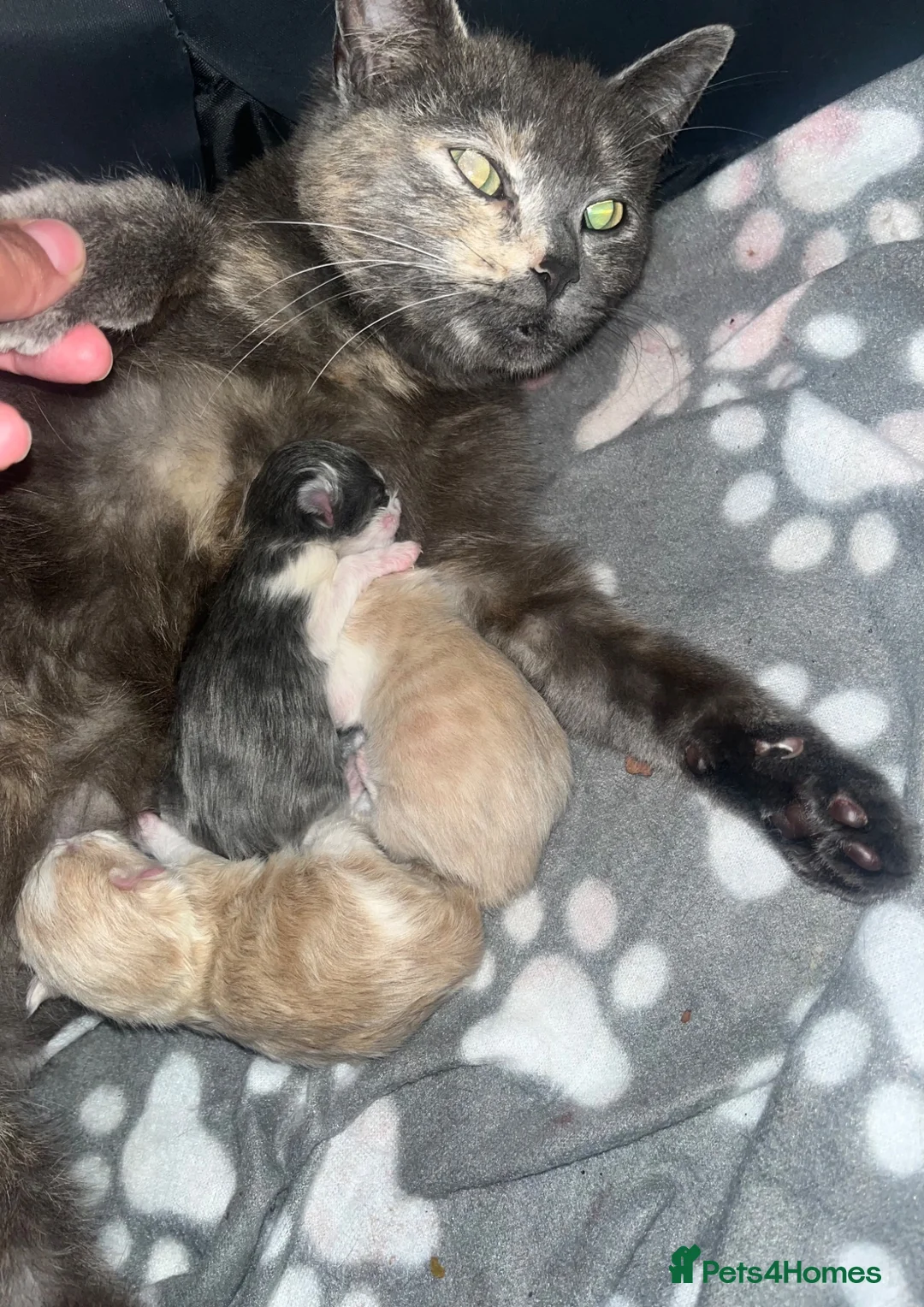 Mixed Breed cats for sale: Cookies kittens🐱 - Advert 1