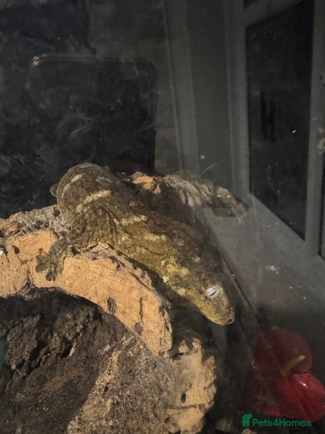 Gecko reptiles for sale: Breeding pair of Leachianus gecko’s with set up - Image 6