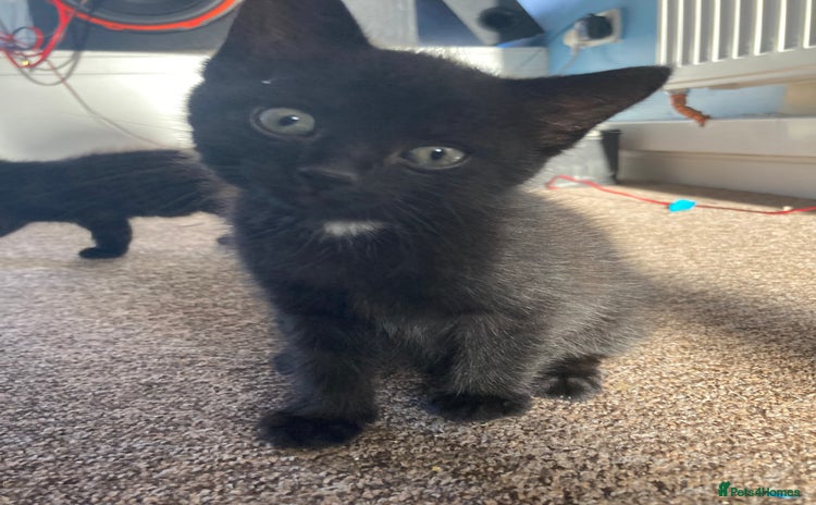 Mixed Breed cats - Advert 1